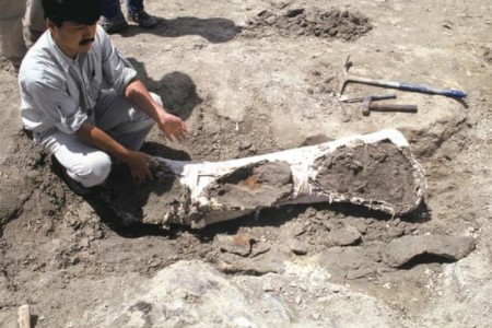 アメリカ・ワイオミング州で恐竜発掘調査中の北垣さん