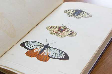 19世紀のチョウ図録