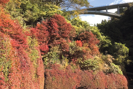 紅葉と須津渓谷橋（11月初旬）